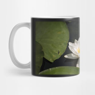 Beautiful white waterlily in the Danube Delta, Romania, on summer day Mug